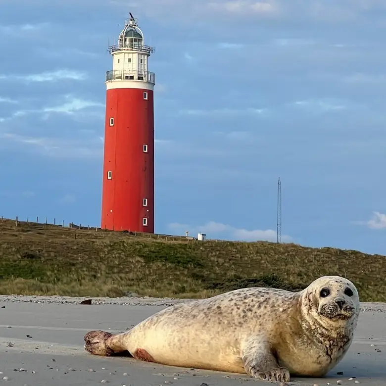 Leuchtturm mit Seehund auf Texel